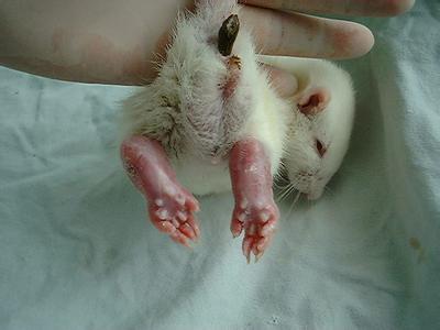 大鼠帕金森氏病动物模型的建立——不朽情缘mg官网生物医药