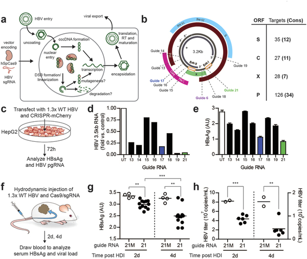 攻克乙肝不是梦，基因编辑靶向“剪切”乙肝病毒