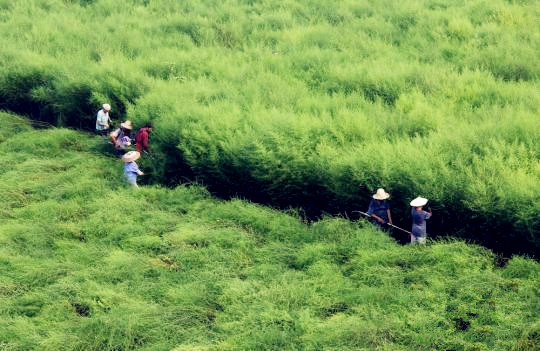 国内青蒿素产业现状：难觅国内药企身影
