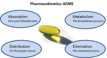毒代动力学的吸收、分布、代谢、排泄