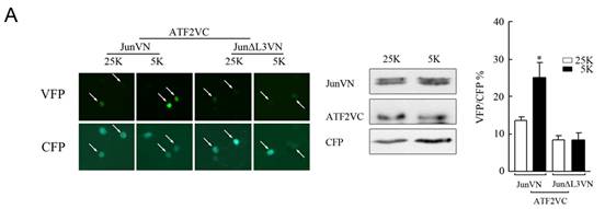 双分子荧光互补不朽情缘mg官网