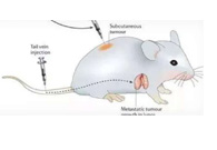 围观:临床前小鼠模型如何。