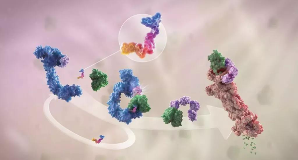 蛋白降解剂（多色）结合了1个靶蛋白（绿色）和1个E3泛素连接酶（蓝色），驱动基于蛋白酶体（橙色）的靶蛋白泛素化（紫色）和降解。