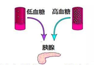 调节血糖稳态，GK负重前行