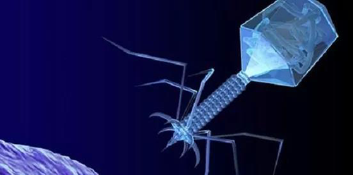 噬菌体疗法、溶瘤病毒，以及构建细胞表达载体的病毒转染因子等都体现出病毒对人类善良温和的一面