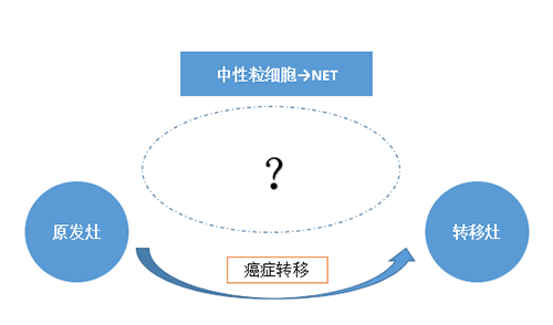 NET可能会通过某些方式“捕获”或“唤醒”癌细胞，从而造成癌细胞的迁移。