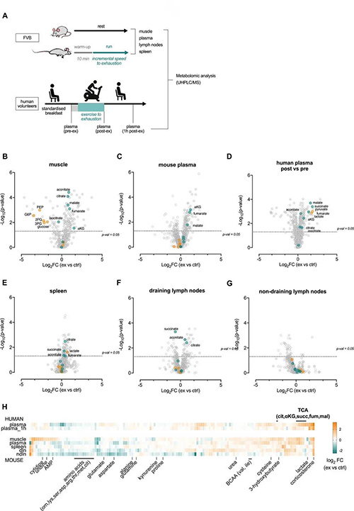 急性运动会改变血浆和淋巴器官的代谢状况 （来源：e Life）