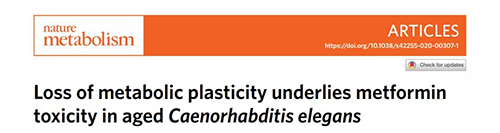 在线虫和人类原代细胞中，当在其寿命晚期提供二甲双胍时，二甲双胍会缩短寿命，这与二甲双胍在年轻生物体中的积极作用相反。