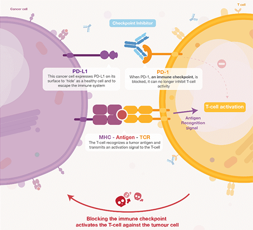 饿了吗？饿一饿原来可以辅助PD-1抑制剂肿瘤免疫治疗 