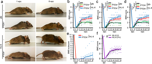 Hyper-IL-6促进功能恢复(来源：Nature)