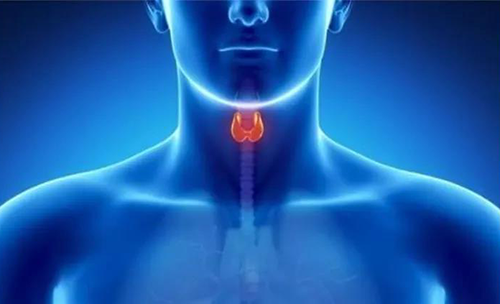 Science速递 | 揭开甲状腺的神秘面纱，开启代谢药物新征程