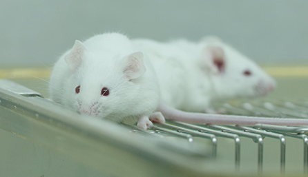 不朽情缘mg官网临床前研究-药效学、药代动力学和临床前研究服务