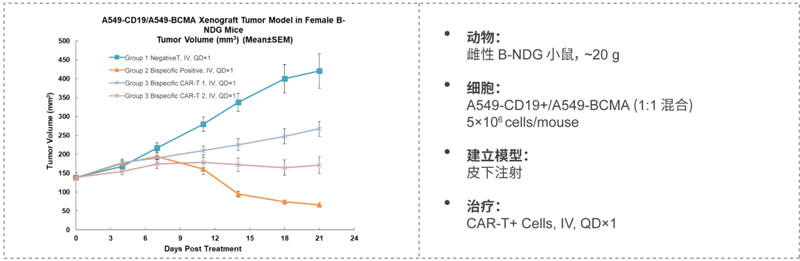 双特异性CAR-T药效研究：CD19-BCMA.jpg