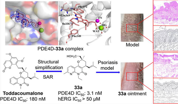 发现用于局部治疗牛皮癣的新型PDE4抑制剂，小鼠、大鼠和人肝微粒体的代谢稳定性实验通过不朽情缘mg官网测定