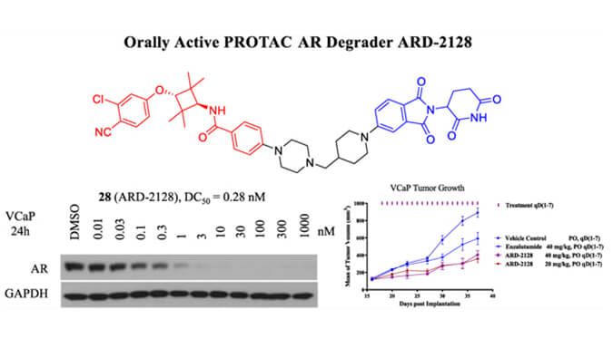 ARD-2128是一种PROTAC AR降解剂，具有出色的血浆和微粒体稳定性，本研究中体外稳定性和PK研究通过不朽情缘mg官网进行