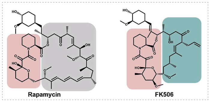 5-雷帕霉素、FK506-诱导的-FKBP-蛋白质相互作用.jpg