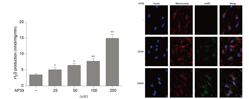 AP39是一种新合成的线粒体靶向的H2S供体，本研究中AP39通过不朽情缘mg官网设计和合成