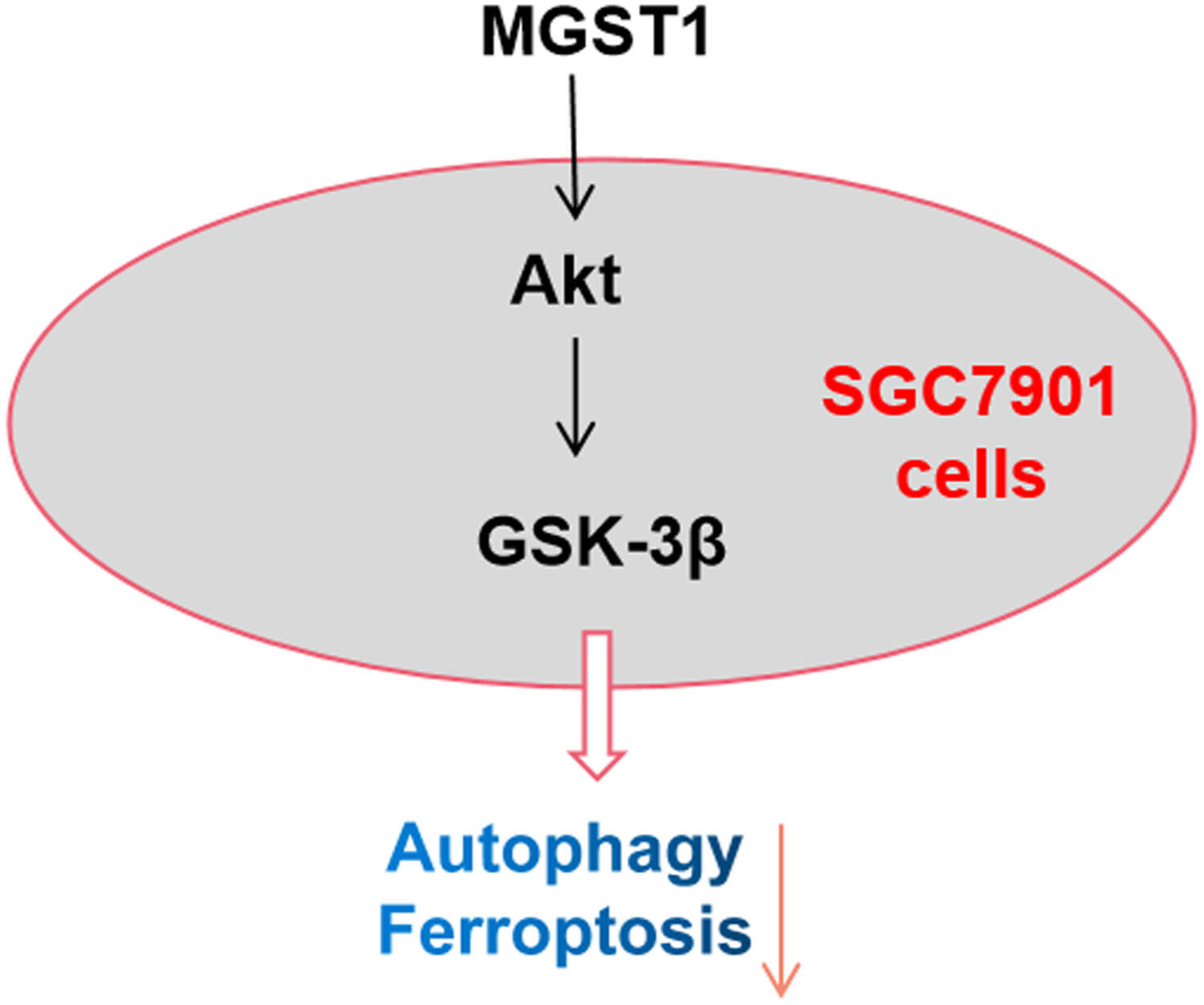 MGST1过表达通过激活Akt/GSK-3β信号通路诱导胃癌细胞增殖，本研究中MGST1过表达等体外实验通过不朽情缘mg官网进行