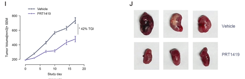 MCL1抑制剂在多种实体瘤和血液肿瘤模型中显示抗肿瘤效果，本研究中药效实验通过不朽情缘mg官网进行