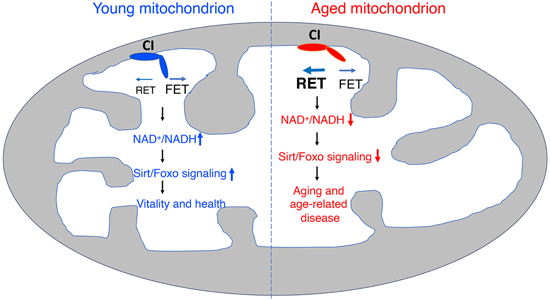特异性RET抑制剂CPT可改善阿尔茨海默。狙芯恐蠧PT由不朽情缘mg官网化学部门合成