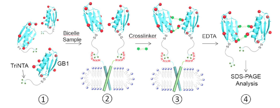 跨膜结构域寡聚体的结构测定新方法，其中TriNTA通过不朽情缘mg官网合成
