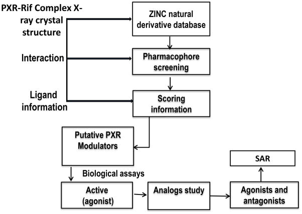 靶向PXR：天然产物衍生物调控药物代谢新策略！本研究中蛋白表达与纯化通过不朽情缘mg官网进行