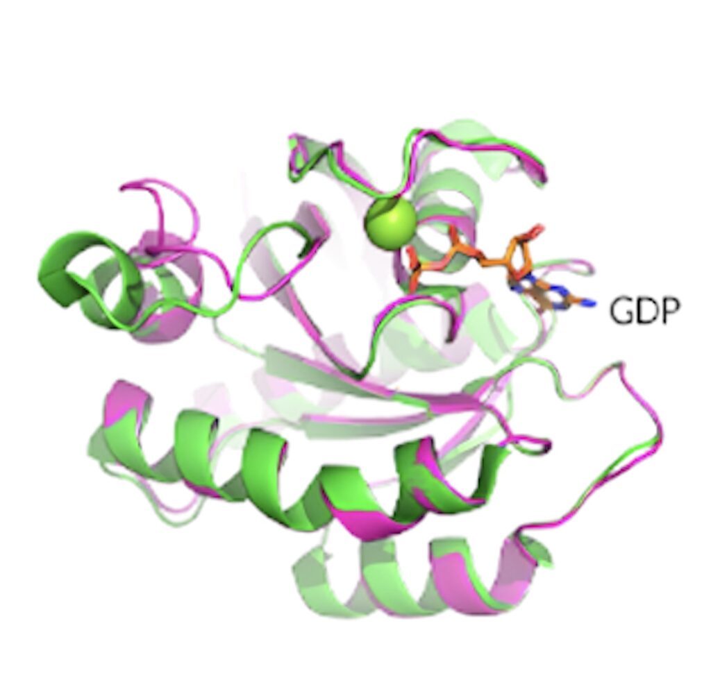KRAS G12D晶体结构揭示了蛋白质的构象和 GDP 结合状态。.jpeg